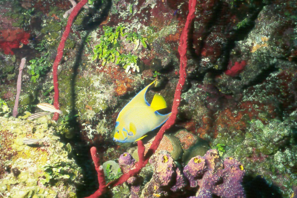 queen angelfish.jpg