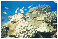 Bi-colored Anthias.jpg