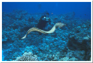 Free Swimming Moray.jpg