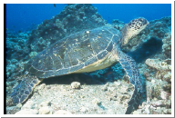 Green Turtle.jpg