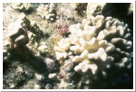 Lionfish.jpg