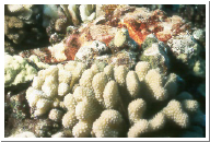 Scorpionfish.jpg
