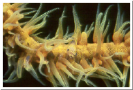 Wire Coral Shrimp.jpg