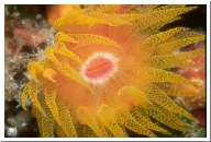 Yellow Tubastrea.jpg