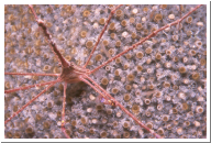 Arrow Crab.jpg
