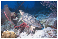 Green Sea Turtle.jpg