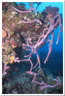 Purple Rope Sponge.jpg