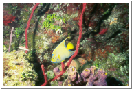 Queen Angelfish.jpg
