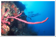Red Rope Sponge.jpg