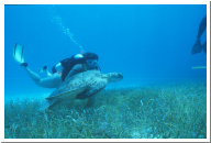 Scottie and Turtle.jpg