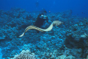 free swimming moray.jpg