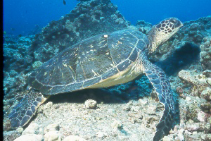 green turtle.jpg
