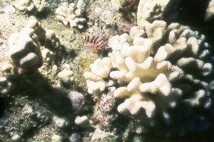 lionfish.jpg