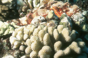 scorpionfish.jpg