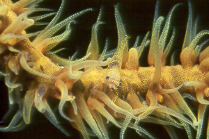 wire coral shrimp.jpg