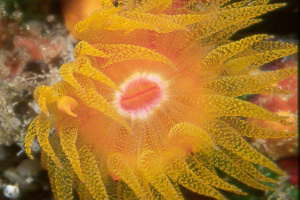 yellow tubastrea.jpg