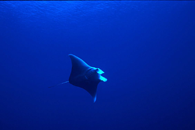 manta 1.jpg