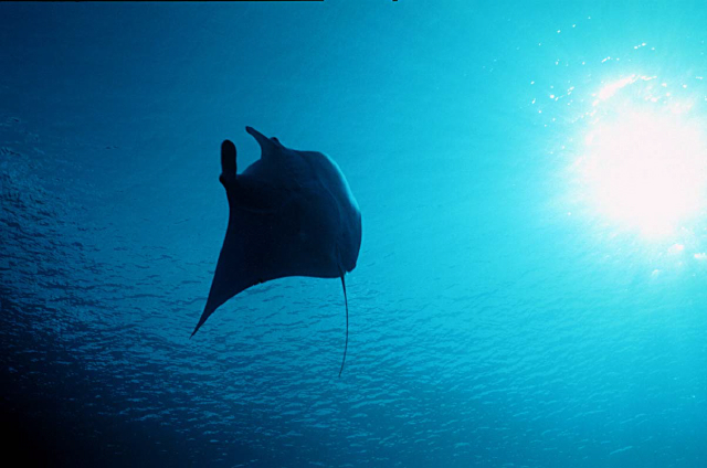 manta 9.jpg