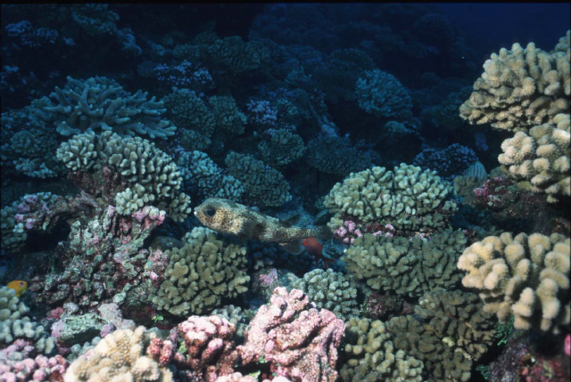 porcupinefish.jpg