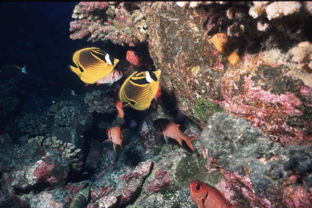 raccoon butterflyfish.jpg