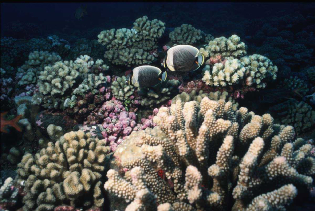 reticulated butterflyfish.jpg