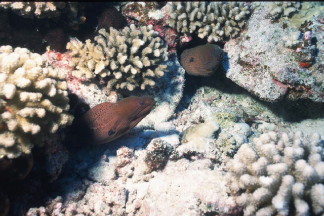 two morays.jpg