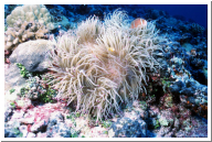 clownfish and anemone.jpg