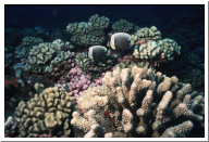 reticulated butterflyfish.jpg