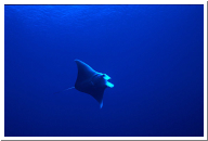 manta 1.jpg