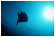 manta 9.jpg