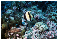 moorish idol.jpg