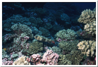 porcupinefish.jpg