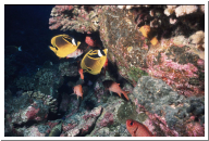 raccoon butterflyfish.jpg