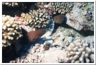 two morays.jpg